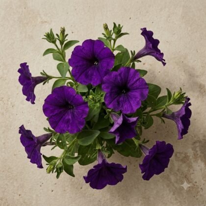 Petunia Grandiflora Purple Flower Seeds