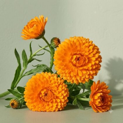 Calendula Bon Bon Orange Flower Seeds