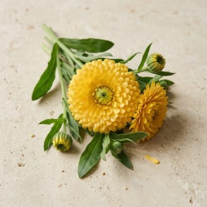 Calendula Bon Bon Yellow Flower Seeds