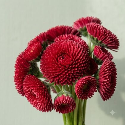 A bouquet of rich red button flowers with dense, textured petals.
