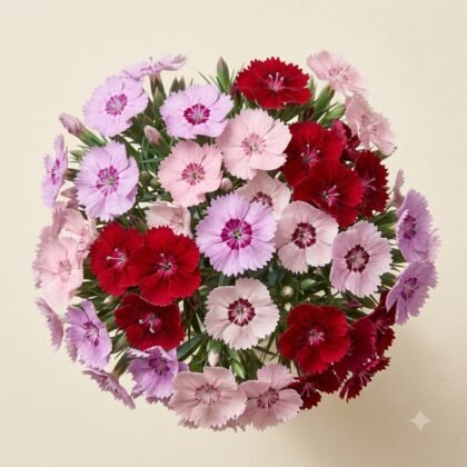 Dianthus Baby Doll Mixed Flower Seeds