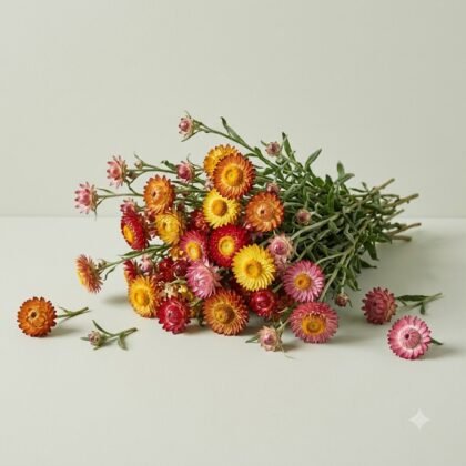 Helichrysum Bracteatum Dwarf Mixed Flower Seeds
