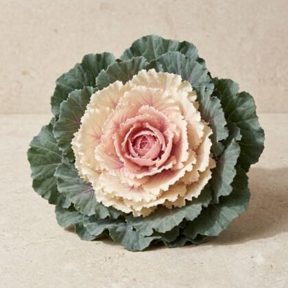 Imported Ornamental Kale Seeds
