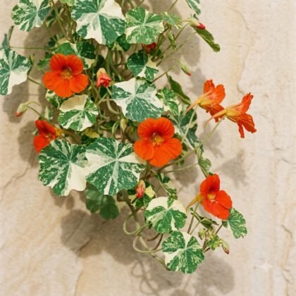 Variegated Nasturtium Flower Seeds