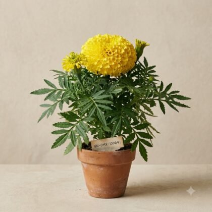 Marigold Dwarf Yellow Flower Seeds