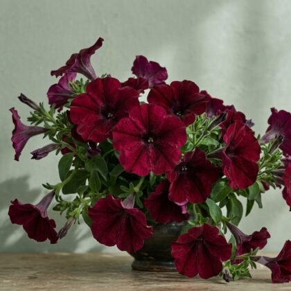 A potted plant with deep dark red petunia flowers resting on a wooden surface against a pale green wall.