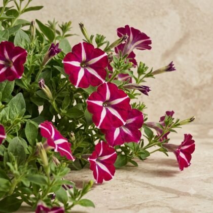 Magenta and white star-patterned petunias with green foliage against a neutral stone background.
