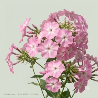 Cluster of pink phlox flowers with white centers against a light background.