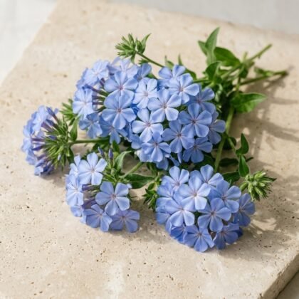 Phlox Beauty Blue Flower Seeds