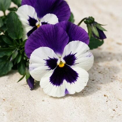 Close-up of purple and white pansy flowers with green leaves against a light stone surface.