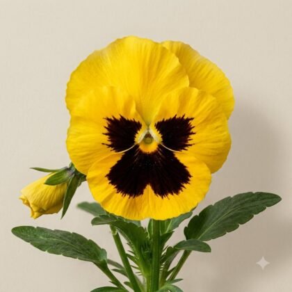 Close-up of a vibrant yellow pansy flower with a dark brown center blotch, green leaves, and an unopened bud against a light