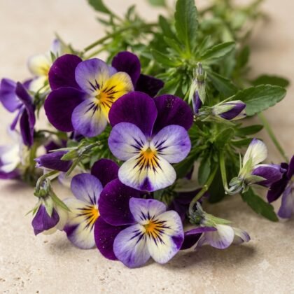 A close-up shot of purple and yellow pansy flowers with green leaves on a light surface.