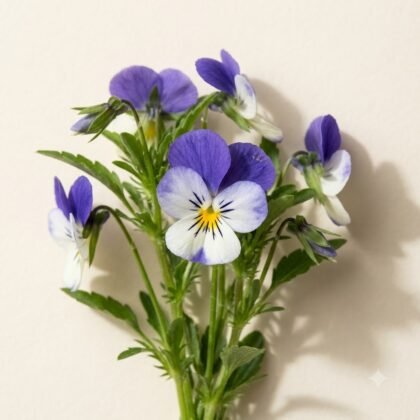 Viola Micky Johnson Flower Seeds