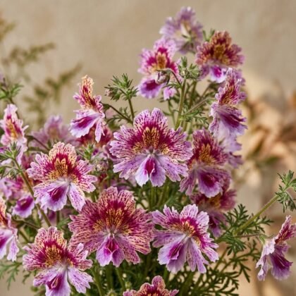 Schizanthus Angel Mixed Flower Seeds