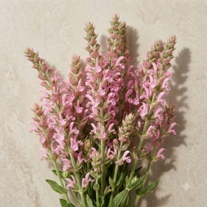 Salvia Pink Flower Seeds