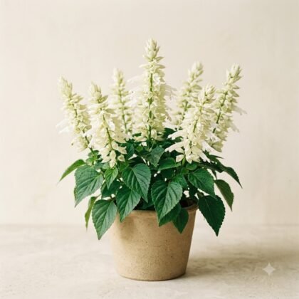 Salvia Salsa White Flower Seeds