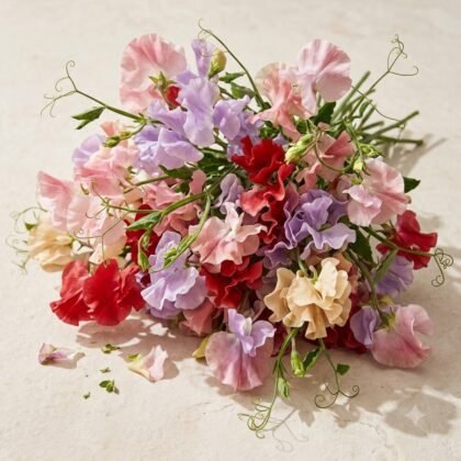 Sweet Pea Bonanza Mixed Flower Seeds