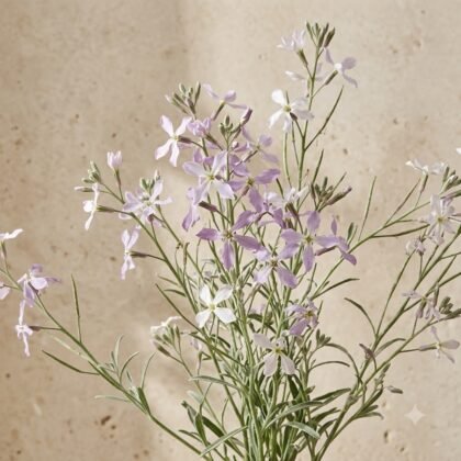Matthiola Bicornis Mixed Flower Seeds