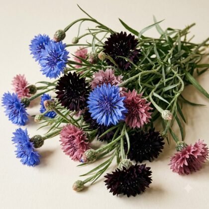 Centaurea Cornflower Mixed Flower Seeds