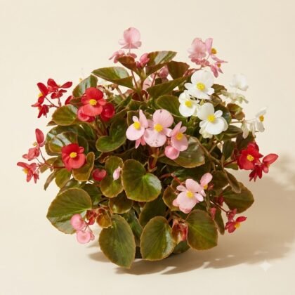 Begonia Semperflorens Mixed Flower Seeds