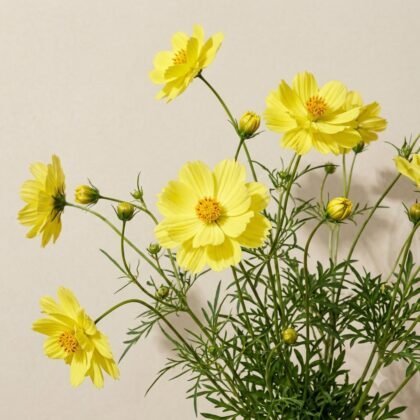 A bunch of bright yellow cosmos flowers with green stems and leaves against a light background.