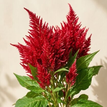 Vibrant red plumed celosia flowers with green leaves against a light background.
