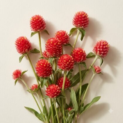 Gomphrena Haageana Strawberry Flower Seeds
