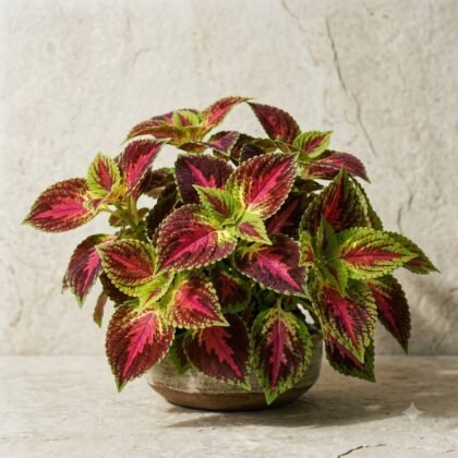 Potted coleus plant with vibrant magenta and green variegated leaves against a neutral stone background.