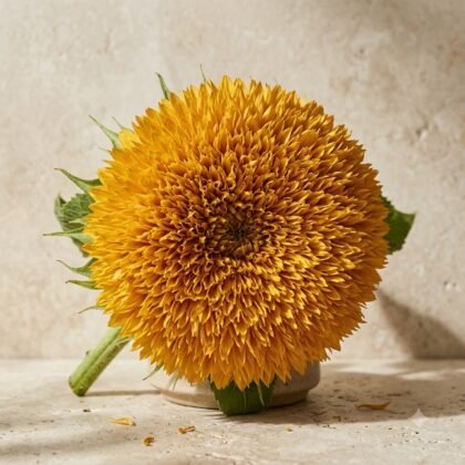 A single fluffy golden sunflower in a small vase on a stone surface.
