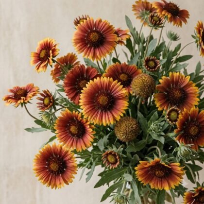A bouquet of vibrant orange and red blanket flowers with dark brown centers and green foliage.