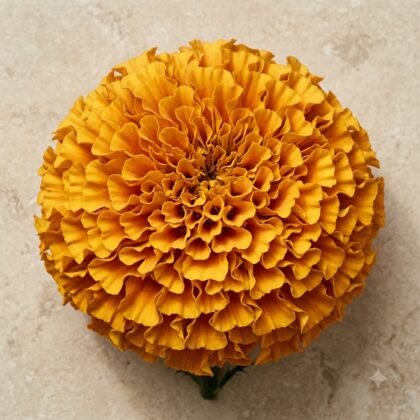Top-down view of a dense, spherical yellow-orange marigold flower head with ruffled petals on a neutral stone surface.