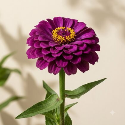 Close-up of a deep purple zinnia flower with a bright yellow center on a stem with green leaves against a neutral background.