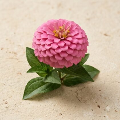 Dreamland Zinnia Pink Flower Seeds