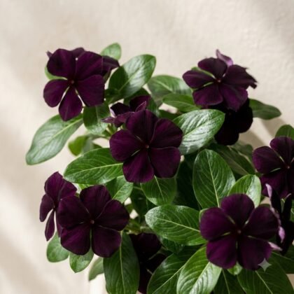 Nana Vinca Black Purple Flower Seeds