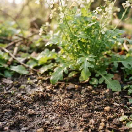 Rucola Cultivated Seeds