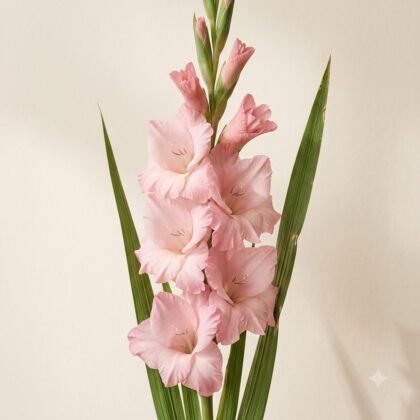 A tall stem of light pink gladiolus flowers with green leaves against a light background.