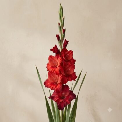 Gladiolus Red Color Flower Bulb
