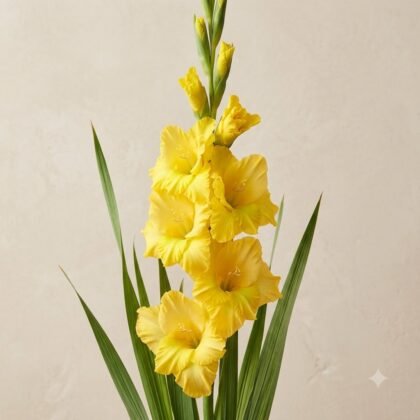 A tall stem of yellow gladiolus flowers with green leaves against a light background.