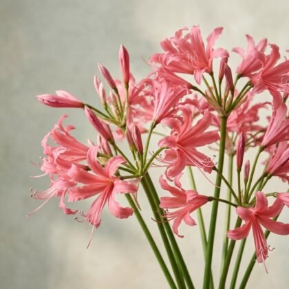 A bouquet of pink spider lily flowers with green stems against a neutral background.