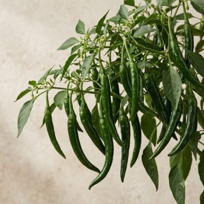 HYBRID HOT PEPPER OS-12
