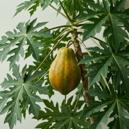A ripening papaya hangs on a tree amidst large, lobed green leaves.