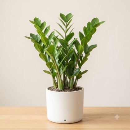 Zamioculcas Zamiifolia