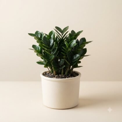 A potted plant with glossy green leaves in a white ceramic pot against a neutral background.