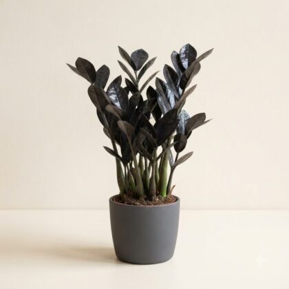 Potted ZZ plant with dark leaves in a grey ceramic pot against a neutral background.