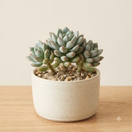 A potted succulent with fleshy blue-green leaves tipped in red, sitting in a speckled ceramic pot on a wooden surface.