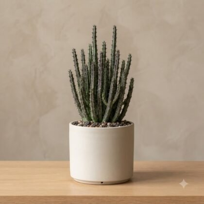 Senecio stapeliiformis
