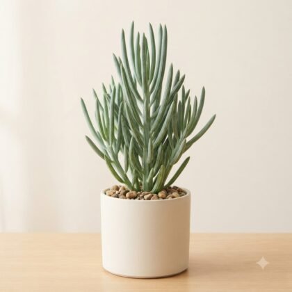 Senecio anteuphorbium
