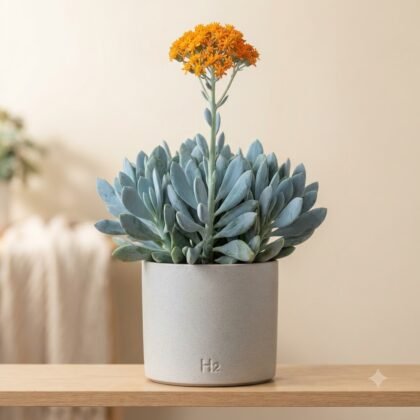 Senecio cephalophorus