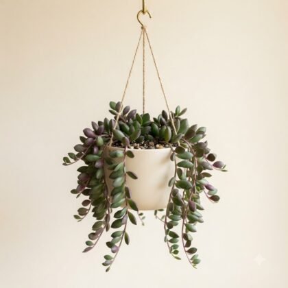 Senecio jacobsenii