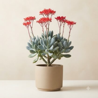 Senecio kleinia fulgens